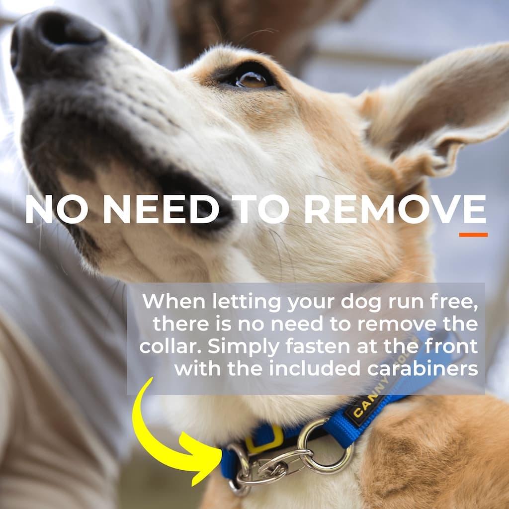 Canny Collar – No-Pull Dog Headcollar