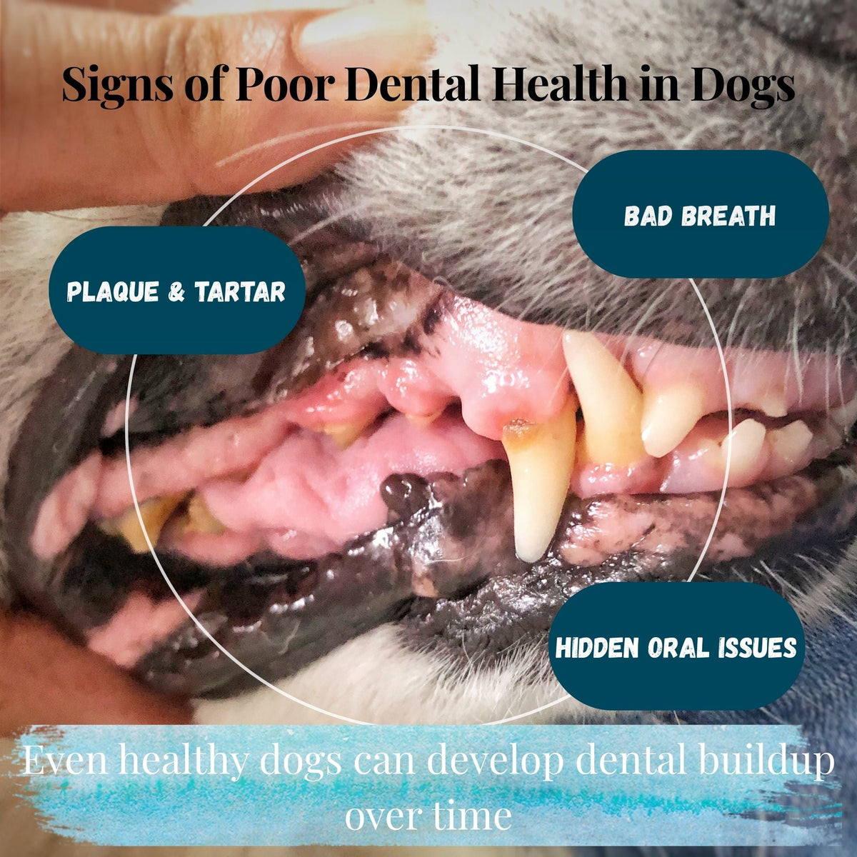 Kindly Tail Pure Seaweed Dental Powder for Dogs & Cats