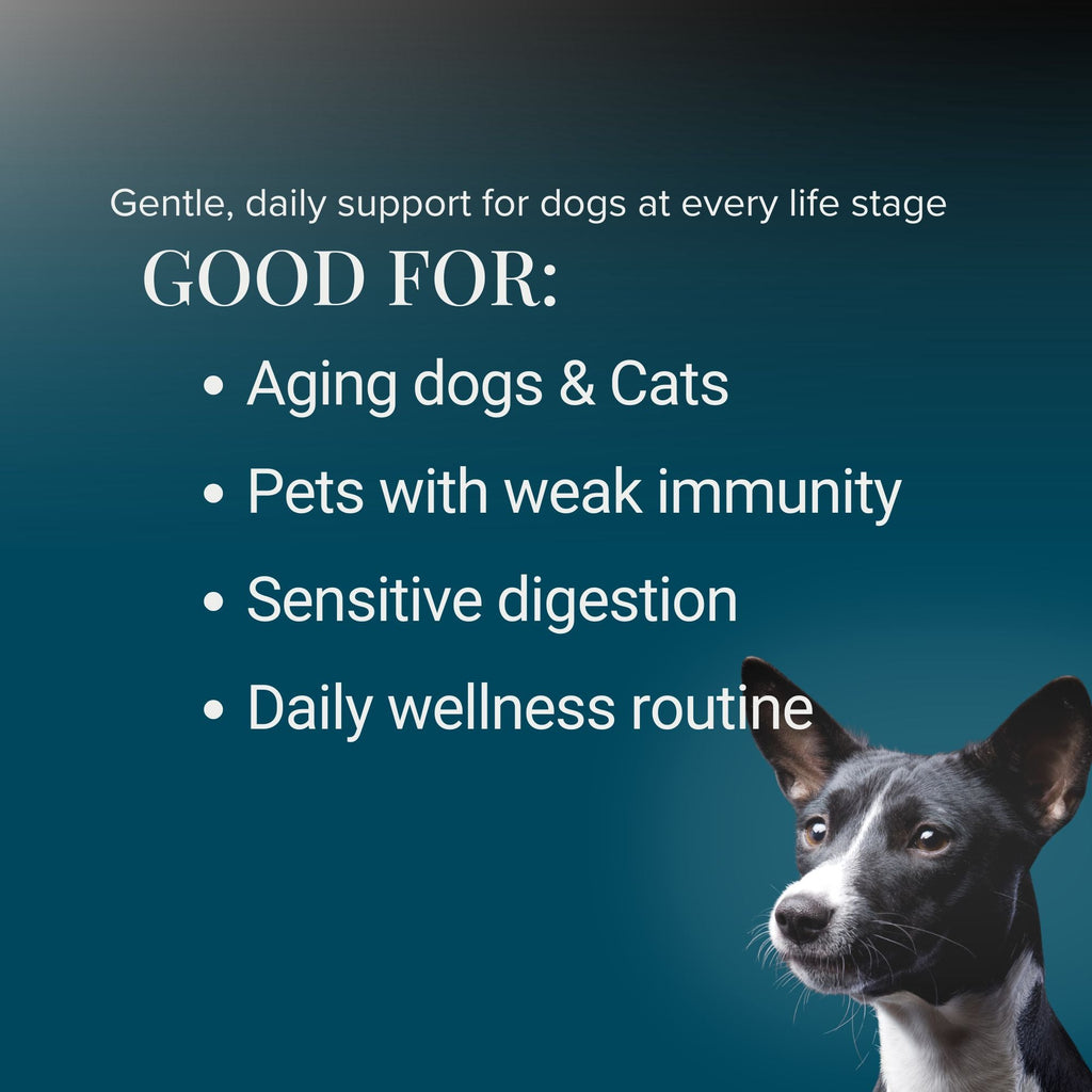 Kindly Tail Vital 7 Organic Mushroom Blend for Dogs & Cats